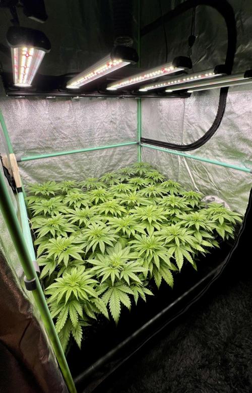 Apple Fritter. Week 4