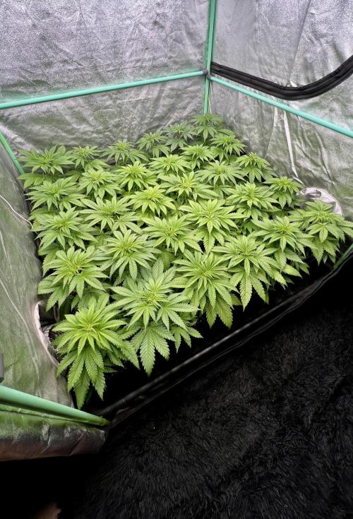 Apple Fritter. Week 4