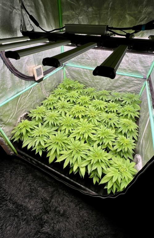 Apple Fritter. Week 4