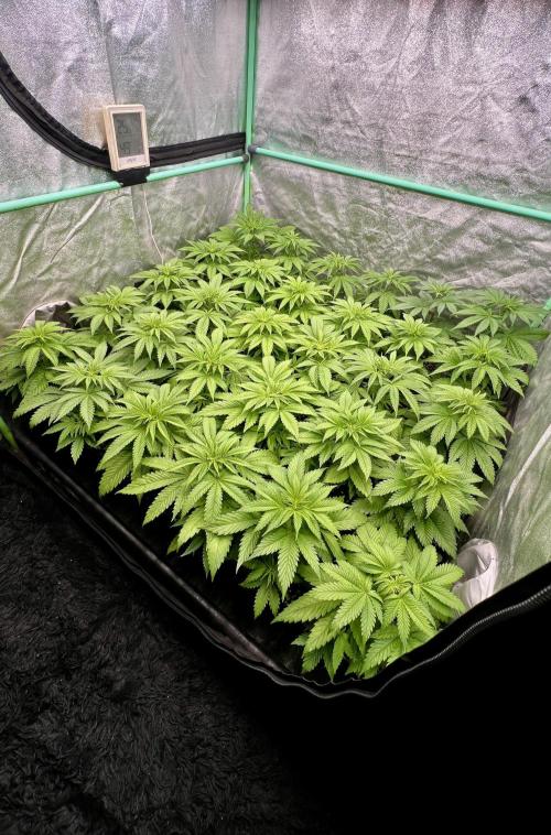 Apple Fritter. Week 4