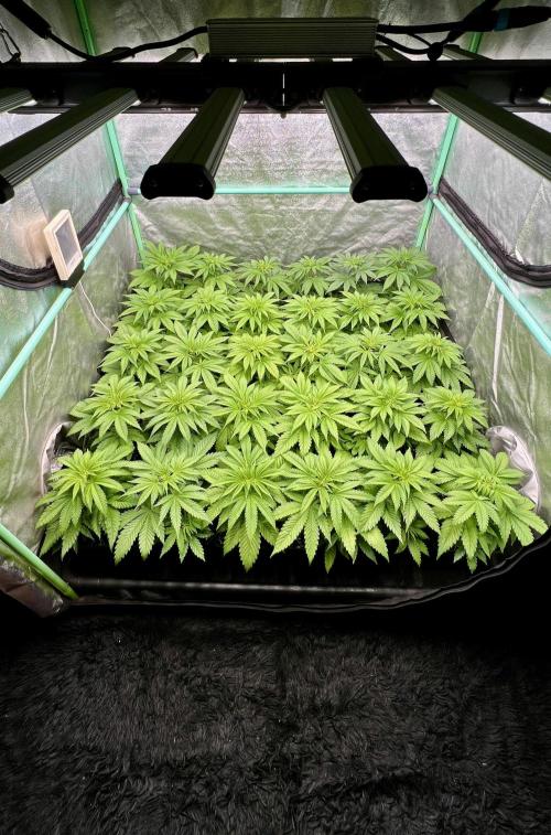 Apple Fritter. Week 4