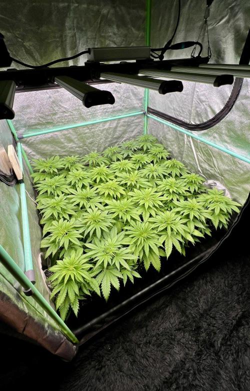 Apple Fritter. Week 4