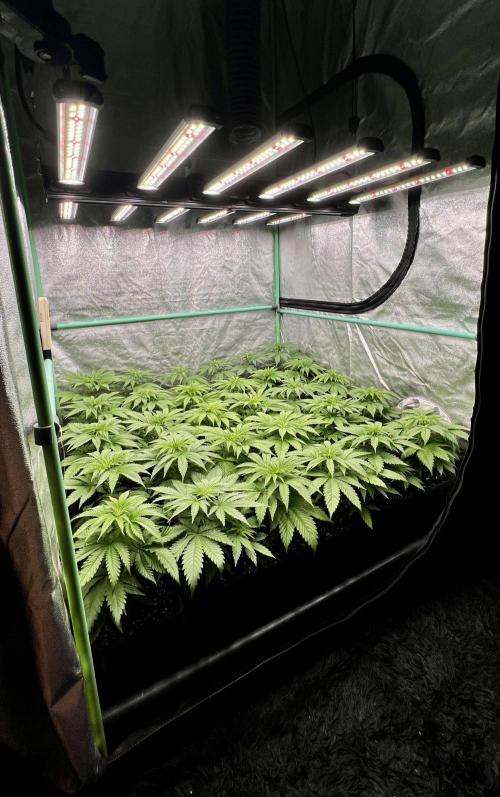 Apple Fritter. Week 4