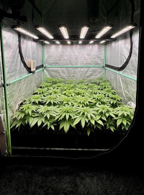 Apple Fritter. Week 4