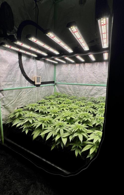 Apple Fritter. Week 4