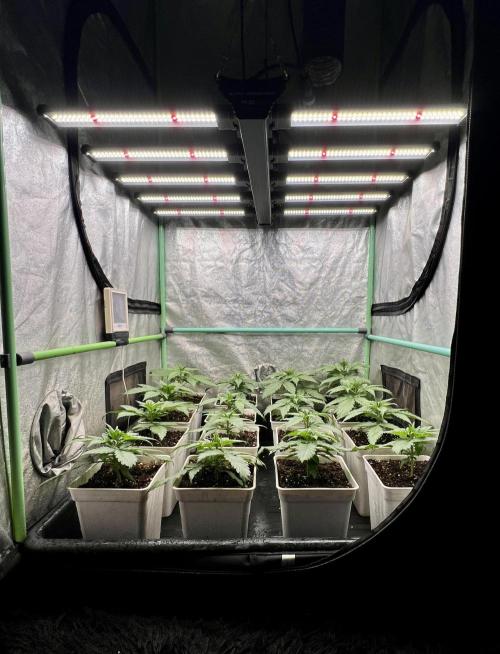 Strawberry Banana. Week 2
