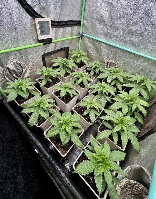 Strawberry Banana. Week 2