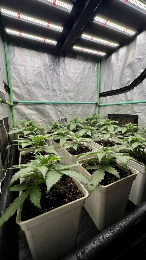 Strawberry Banana. Week 2