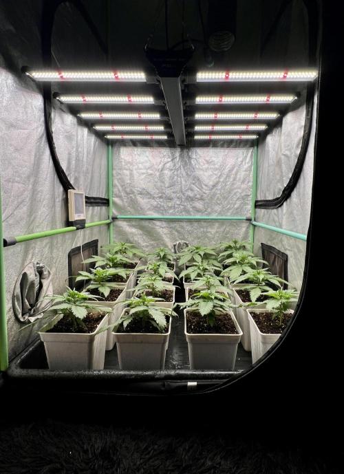 Strawberry Banana. Week 2