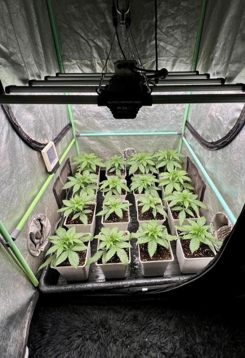 Strawberry Banana. Week 2