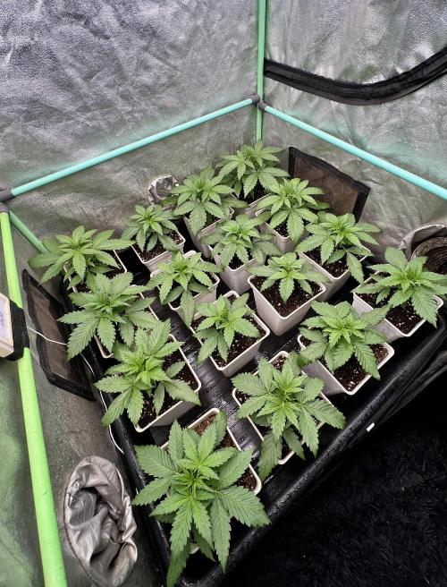 Strawberry Banana. Week 2