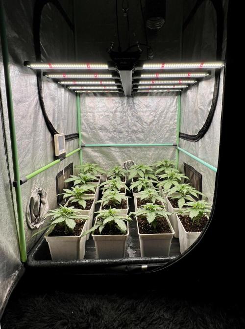 Strawberry Banana. Week 2