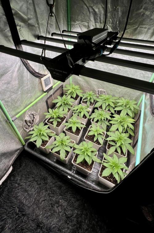 Strawberry Banana. Week 2