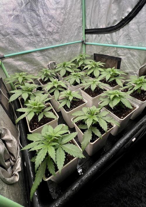 Strawberry Banana. Week 2