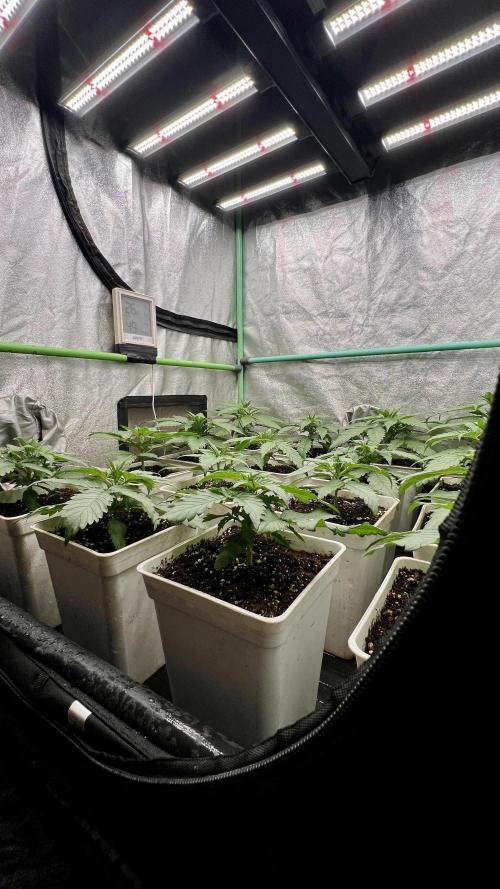 Strawberry Banana. Week 2