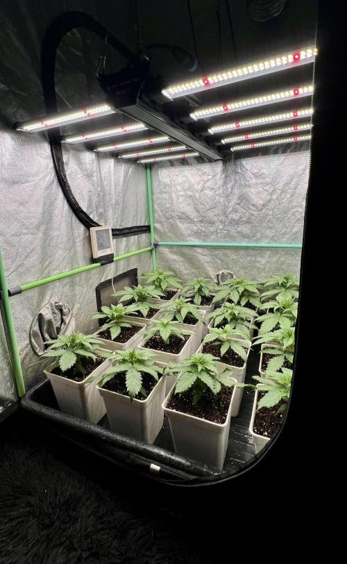 Strawberry Banana. Week 2