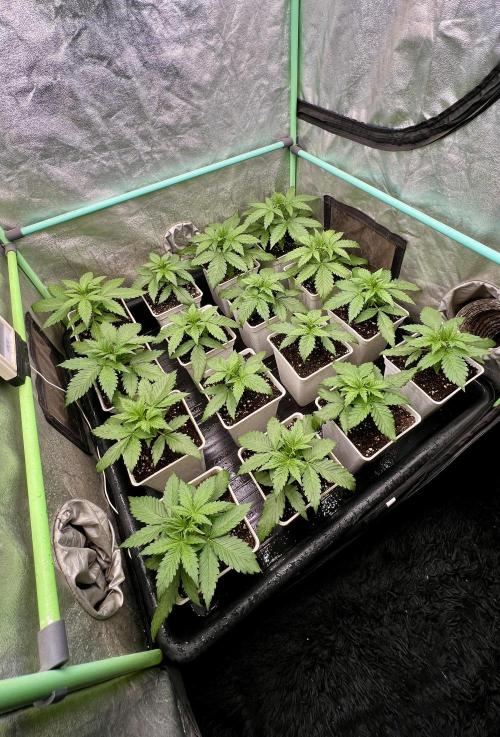 Strawberry Banana. Week 2