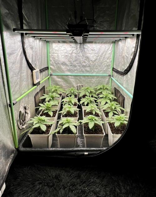Strawberry Banana. Week 2