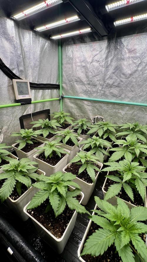 Strawberry Banana. Week 2