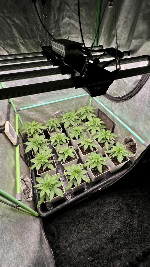 Strawberry Banana. Week 2