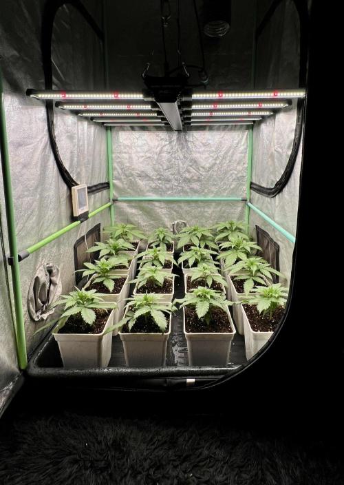 Strawberry Banana. Week 2