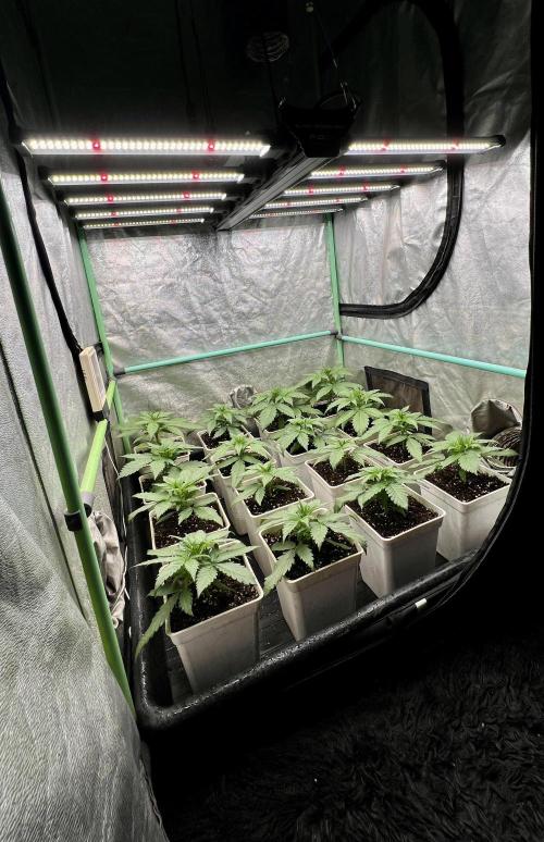 Strawberry Banana. Week 2