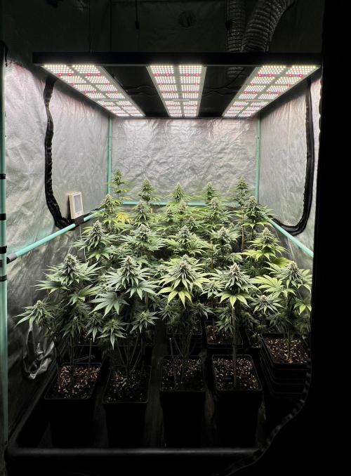Green Crack. Week 7