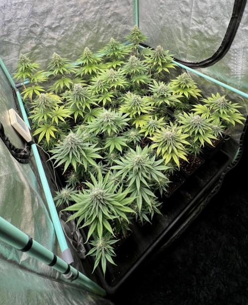 Green Crack. Week 7