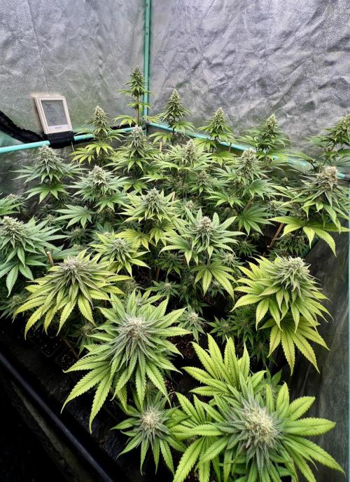 Green Crack. Week 7