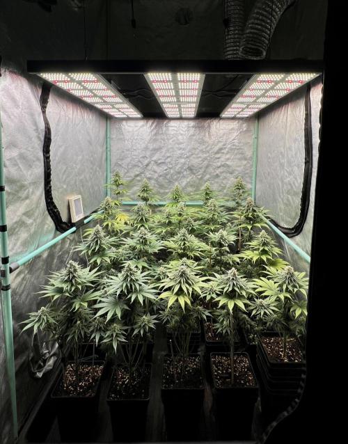 Green Crack. Week 7