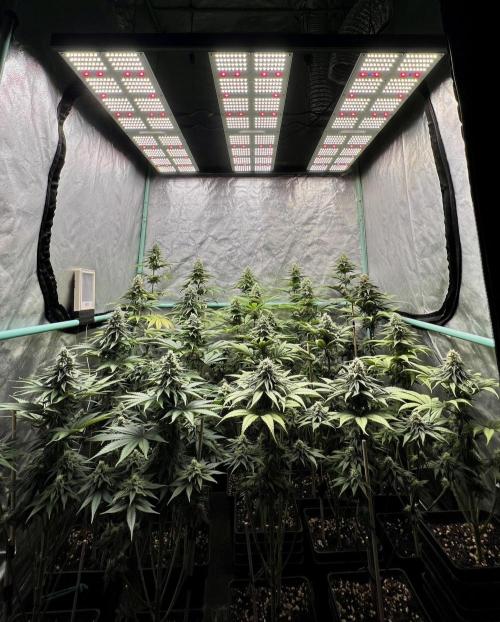 Green Crack. Week 7