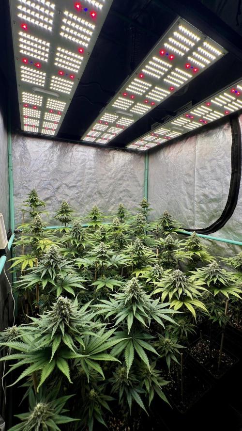 Green Crack. Week 7