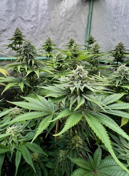 Green Crack. Week 7