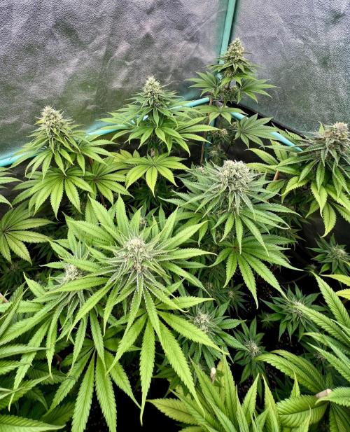 Green Crack. Week 7