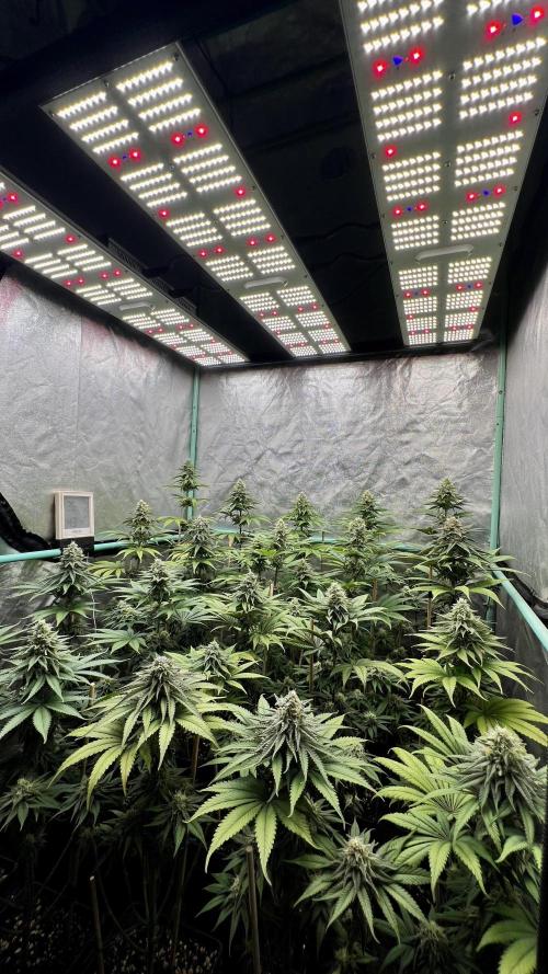 Green Crack. Week 7