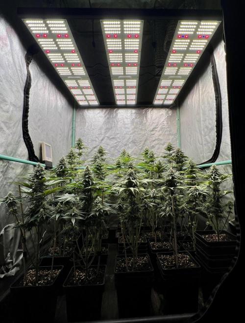 Green Crack. Week 7