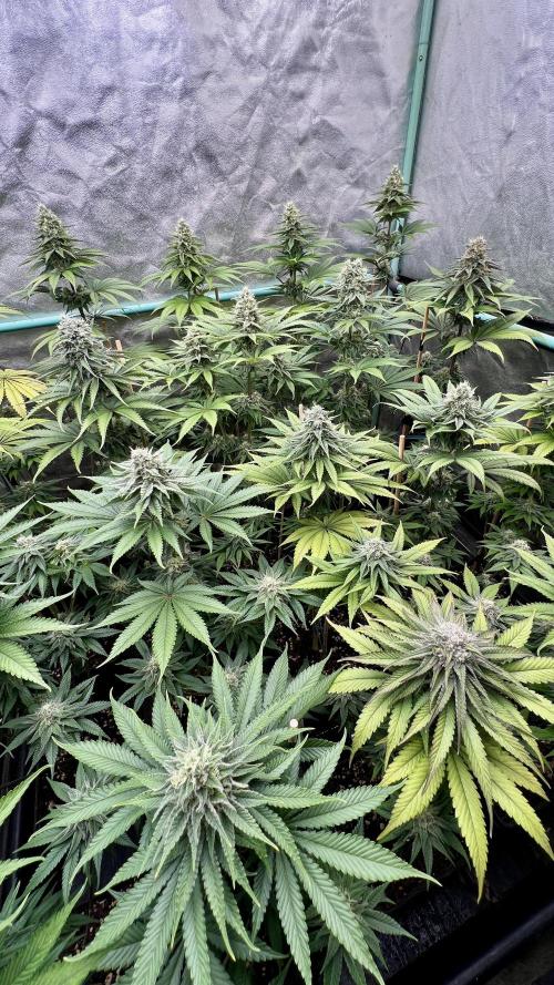 Green Crack. Week 7