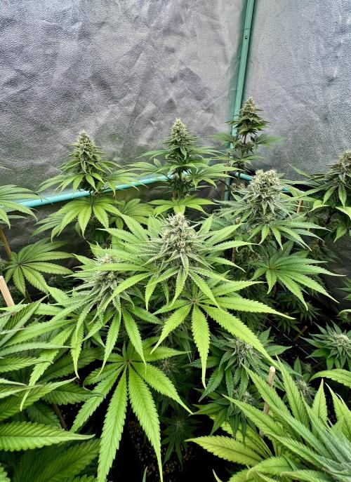 Green Crack. Week 7