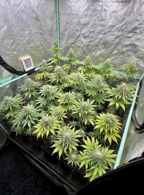 Green Crack. Week 7