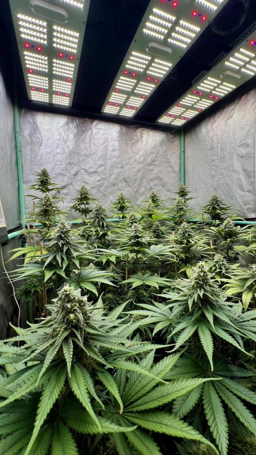 Green Crack. Week 7
