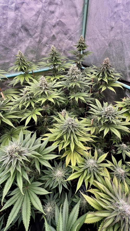 Green Crack. Week 7