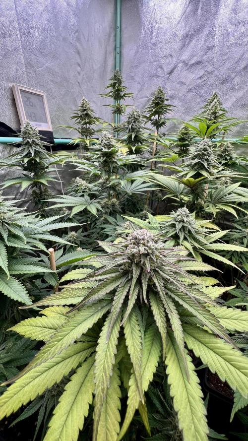 Green Crack. Week 7