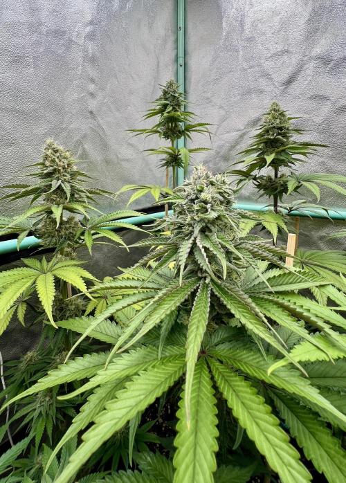 Green Crack. Week 7