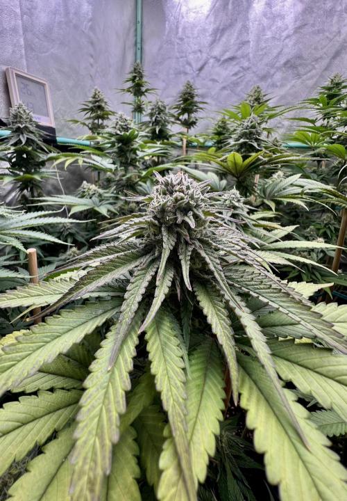 Green Crack. Week 7