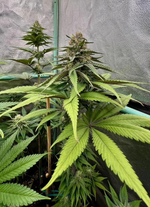 Green Crack. Week 7