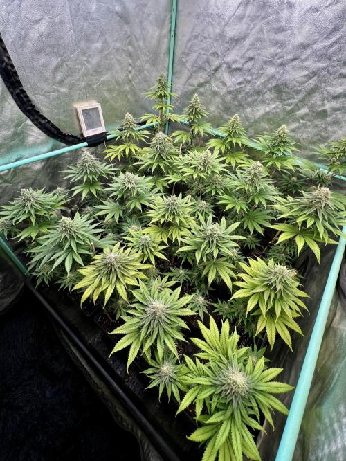 Green Crack. Week 7