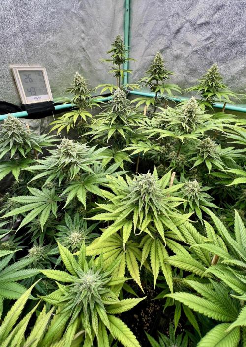 Green Crack. Week 7