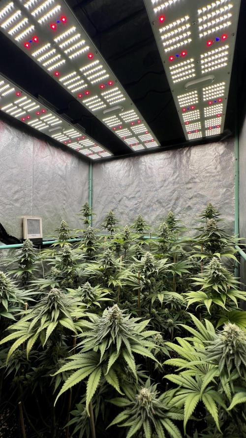 Green Crack. Week 7