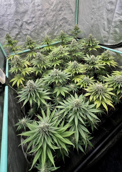 Green Crack. Week 7