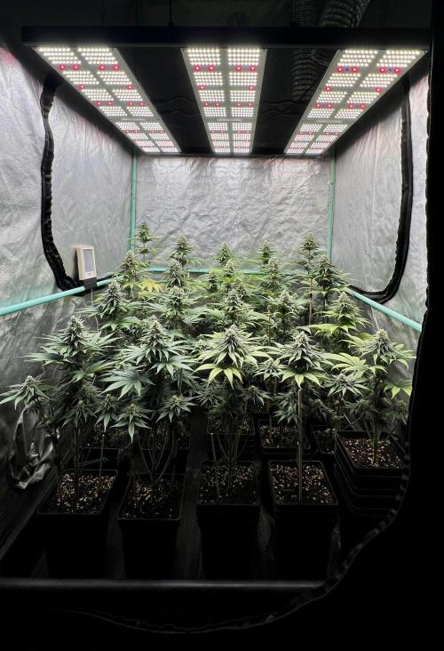 Green Crack. Week 7